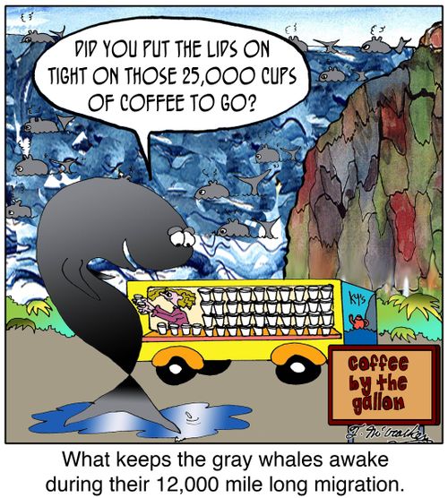  'What keeps the gray whales awake during their 12,000 mile long migration.' A whale at a coffee stand says, 'Did you put the lids on tight on those 25,000 cups of coffee to go?'
