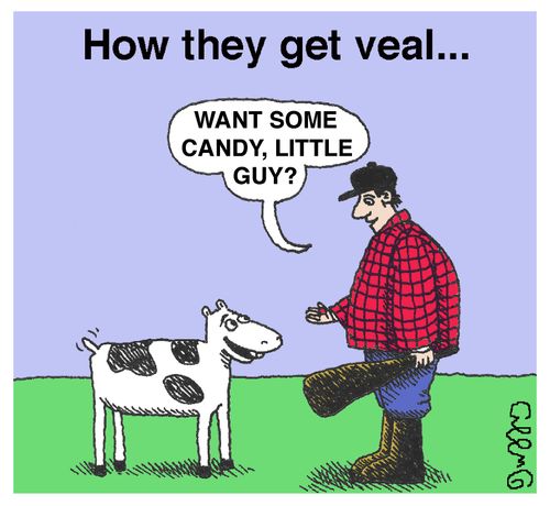 How they get veal...