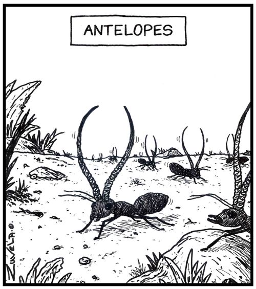 Antelopes.