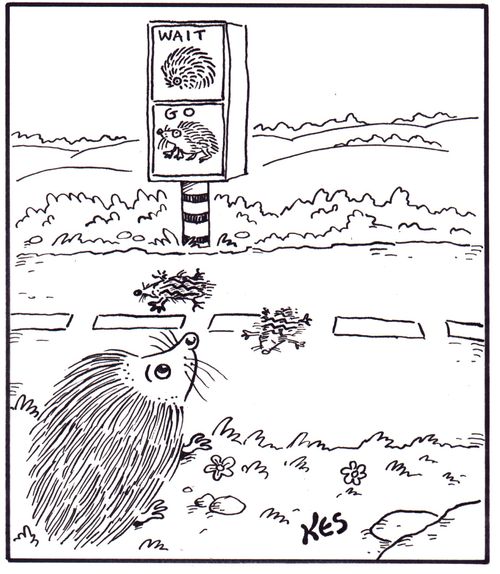 Hedgehog crosses the road at special hedgehog crossing.