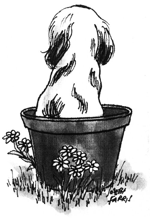 Dog in a Flower Pot.
