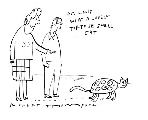 'Ah look, what a lovely tortoise shell cat.'