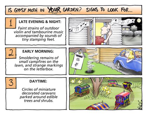 Is Gypsie Moth in YOUR Garden? Signs to look for...