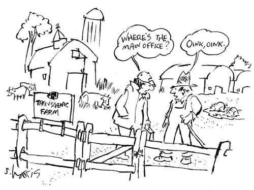 Transgenic farm : 'Where's the main office?' - 'Oink, oink.'