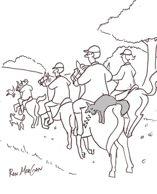 Fox naps on the back of a fox hunter's horse.