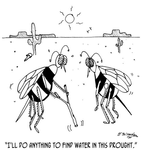 'I'll do anything to find water in this drought.'