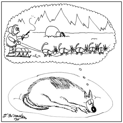 A smiling husky dreams of a dog sled pulled by a bunch of cats. 