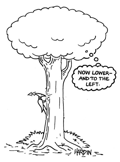 Tree to a woodpecker: 'Now lower - and to the left.'