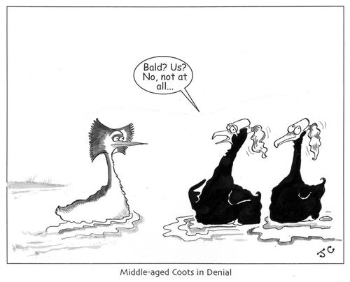 Middle-aged coots in denial: 'Bald? Us? No, not at all...'