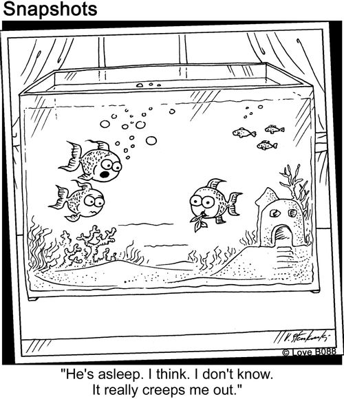 Sleeping Fish.