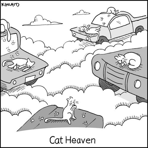 Cat Heaven