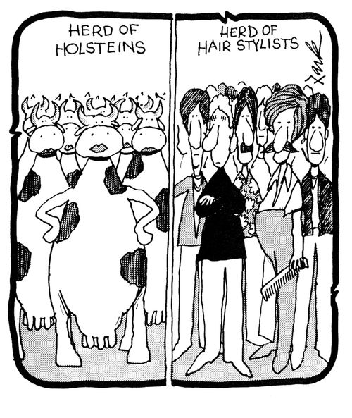 Herd of Holsteins and a herd of hairstylists
