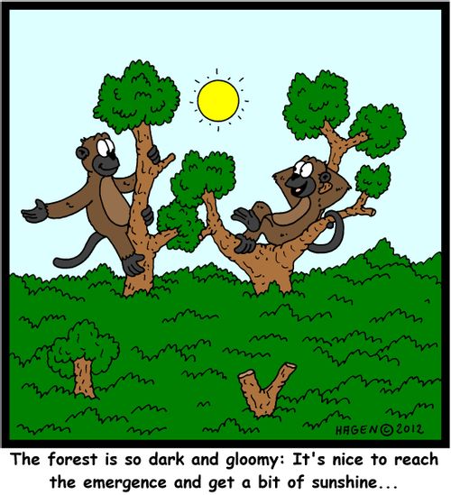 'The forest is so dark and gloomy: It's nice to reach the emergence and get a bit of sunshine...'