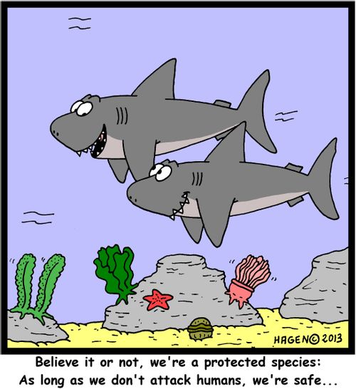 'Believe it or not, we're a protected species: As long as we don't attack humans, we're safe...'