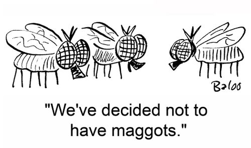 'We've decided not to have maggots.'