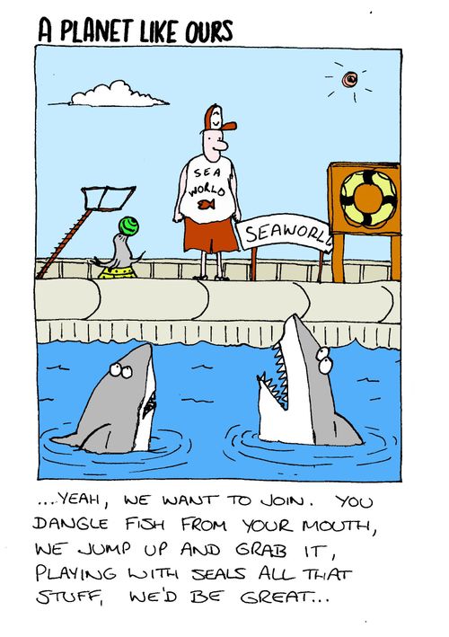 Seaworld great whites.