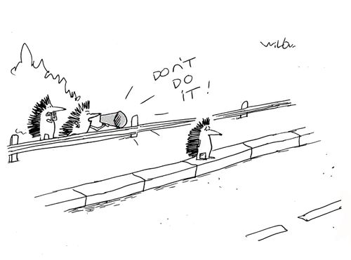 Hedgehogs crossing the road: 'Don't do it!'