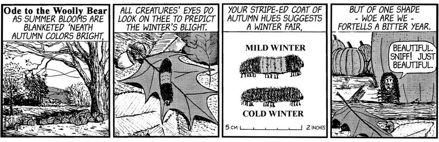 Ode to Woolly Bear.