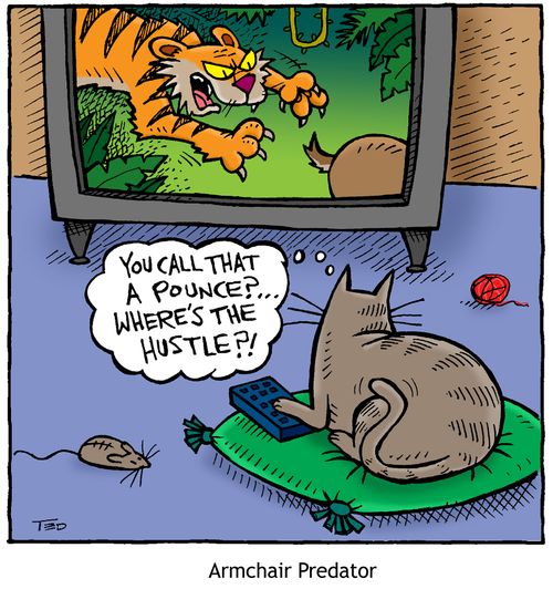 Armchair Predator (cat watches Discovery Channel)