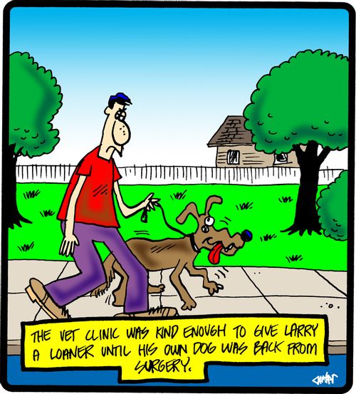 The vet clinic was kind enough to give Larry a loaner until his own dog was back from surgery.