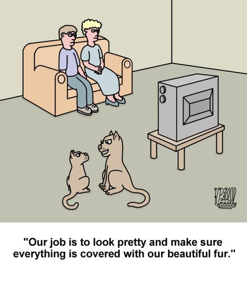'Our job is to look pretty and make sure everything is covered with our beautiful fur.'