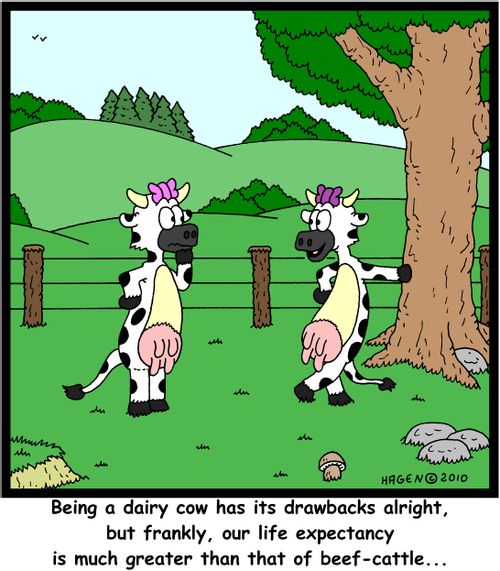 'Being a dairy cow has its drawbacks alright, but frankly, our life expectancy is much greater than that of beef-cattle...'