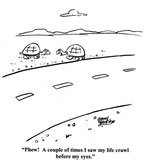 Turtle crossing road: 'Phew! A couple time I saw my life crawl before my eyes.'