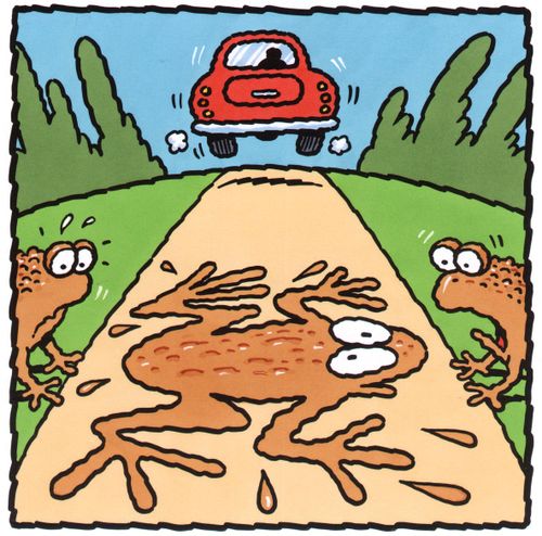 Toad roadkill.
