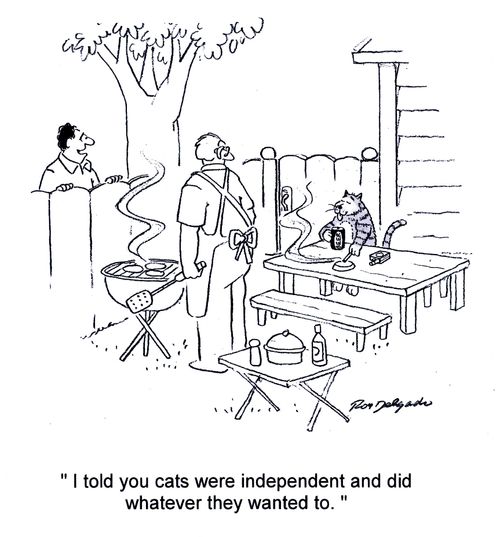 'I told you cats were independent and did whatever they wanted to.'