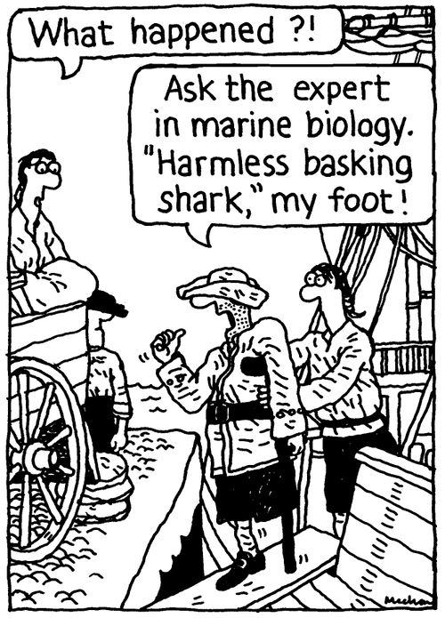 'Ask the expert in marine biology. 'Harmless basking shark,' my foot.'