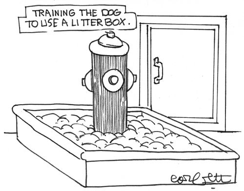 Training the dog to use a litter box.