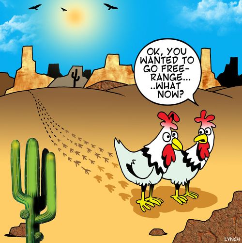 'Ok, you wanted to go free range. . . what now?'
