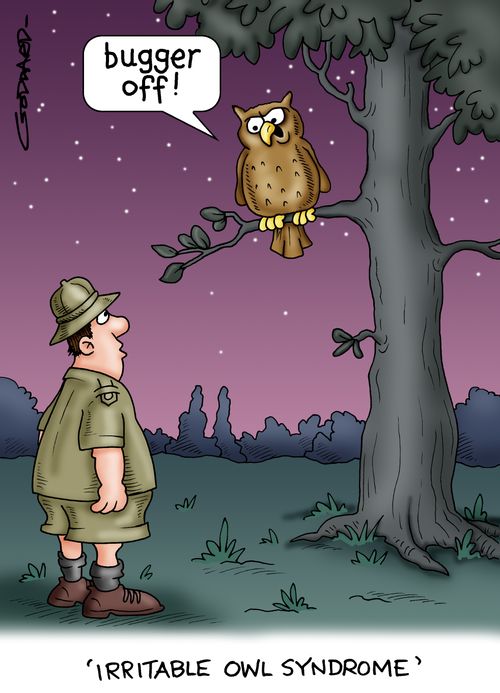 Irritable Owl Syndrome