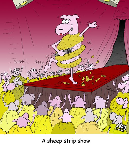 A sheep shearing herself on stage - A sheep strip show