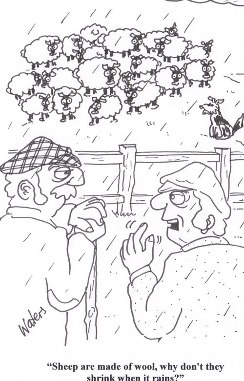 'Sheep are made of wool, why don't they shrink when it rains?'