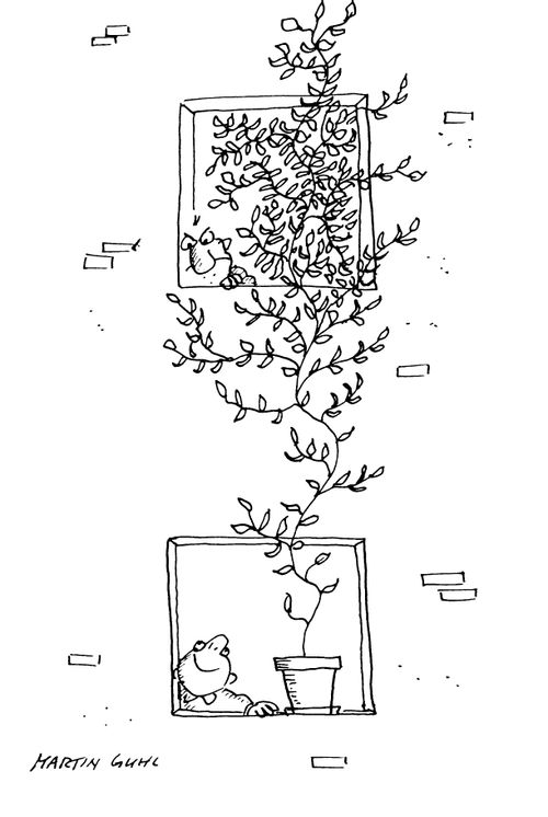 Window box plant annoying neighbour