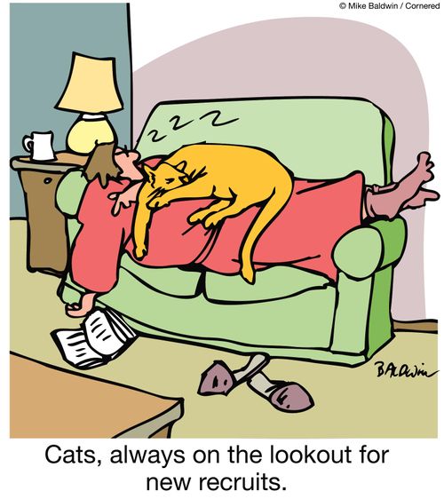 Cats, always on the lookout for new recruits.