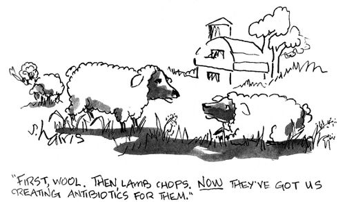 'First, wool.  Then, lamb chops,  Now they've got us creating antibiotics for them.'