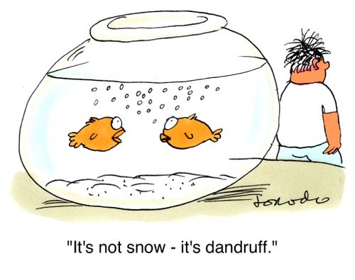 'It's not snow - it's dandruff.'