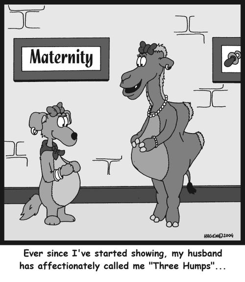 'Ever since I've started showing, my husband has affectionately called me 'Three Humps'...'