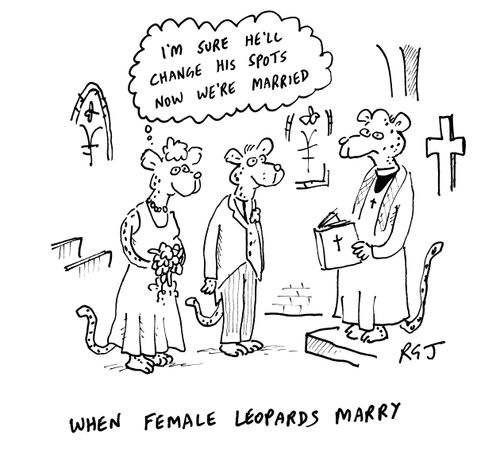 When Female Leopards Marry.