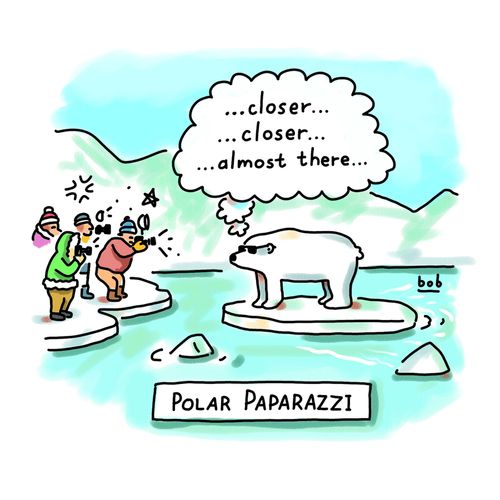Polar Bear Paparazzi.