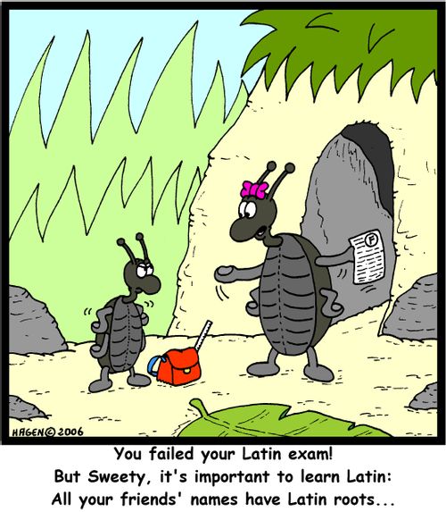 'You failed your Latin exam! But Sweety, it's important to learn Latin: All your friends' names have Latin roots...'