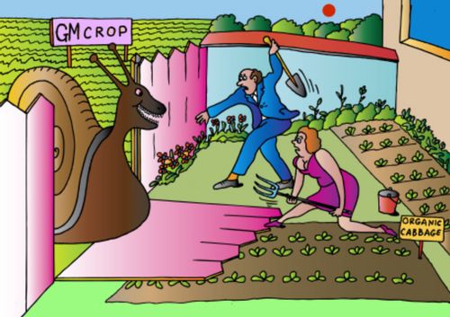 The Problem of GM Crops