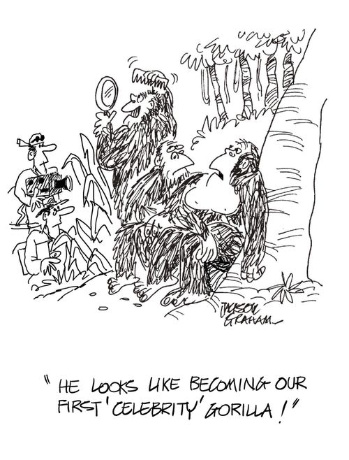 "He looks like becoming our first 'celebrity' gorilla!"