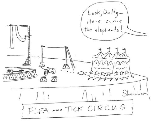'Flea and tick circus'