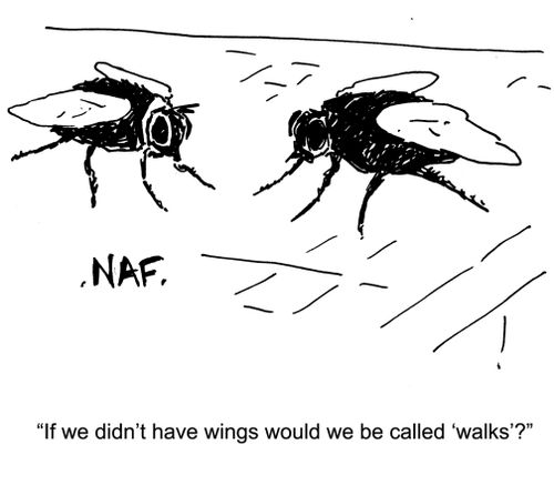 'If we didn't have wings would we be called 'walks'?'