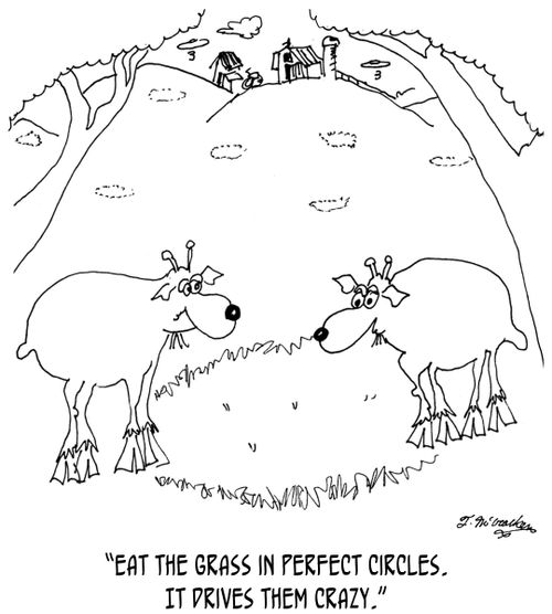 'Eat the grass in perfect circles. It drives them crazy.'