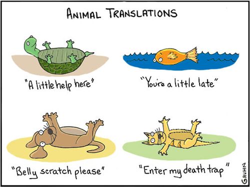 Animal Translations.
