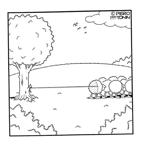 Sheep with its wool unwinding because it's snagged on a tree